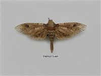 藏品(梟斑蠹蛾)的圖片